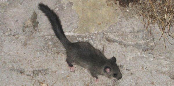 Siebenschläfer (Glis glis)